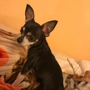 Meet your Posher, Janet